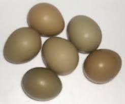 Cokichos de raça pequenas também ovos de faisão galados