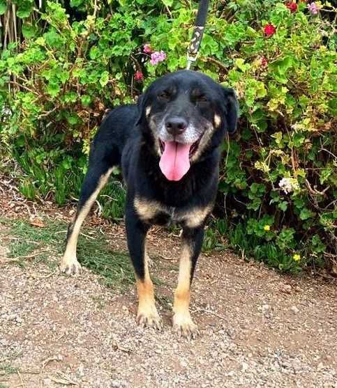 Bispo - Cão grande para adoção