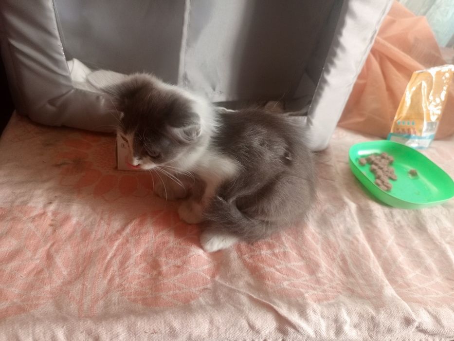 Грайлива дівчинка у родину
