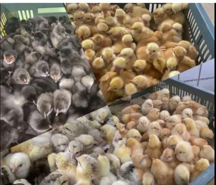 Продаю молодняк птиці