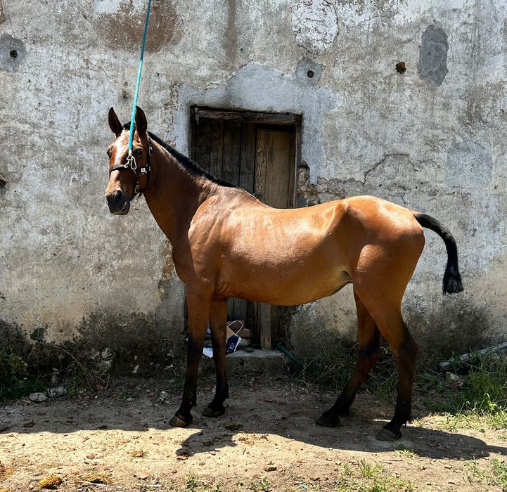 Égua castanha PSL
