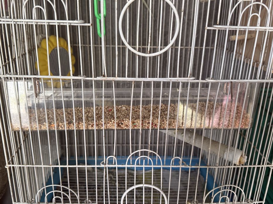 1 femeaa periquitos australianos com gaiola e comedouro