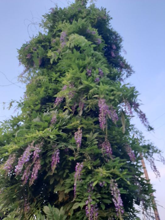 Глиценія кампсис