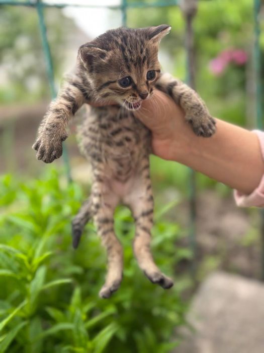 Кошенята в гарні руки безкоштовно