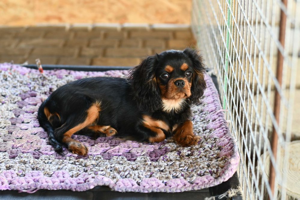 Дівчинка Кавалер Кінг Чарльз спанієль