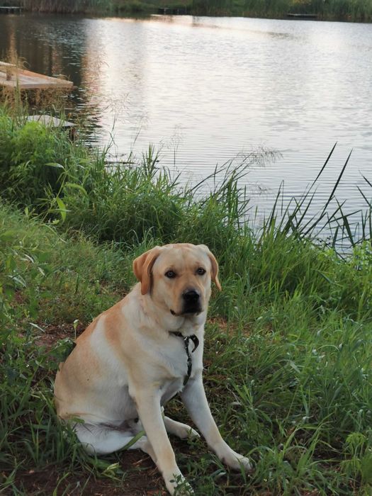 В'язка лабрадора