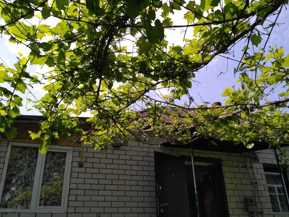 Без % продаж будинку с Нічогівка Козелецький р-н 36 соток Чернігівська