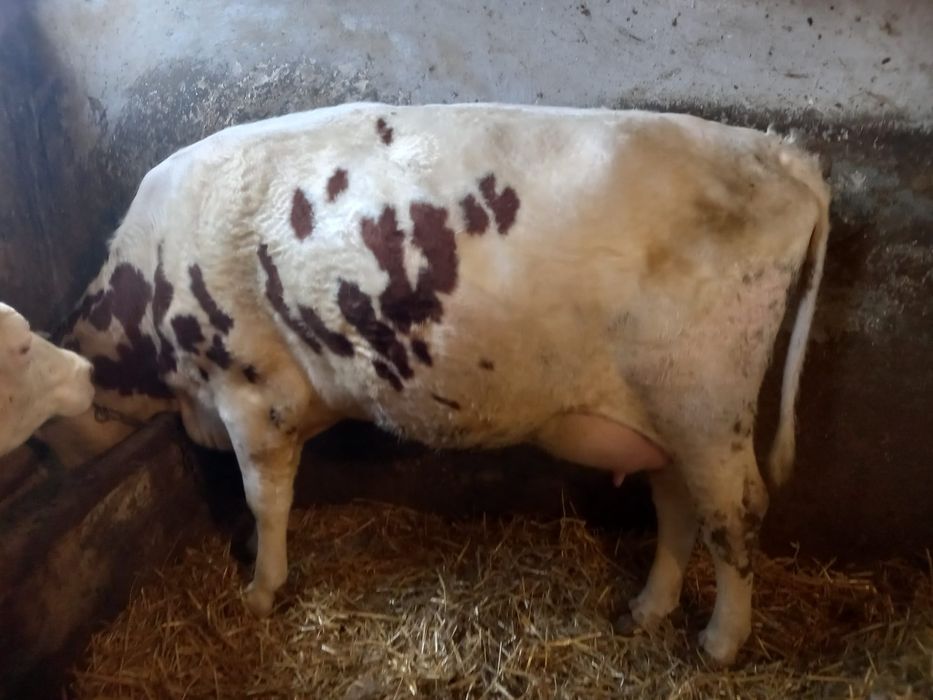 Krowy młode mleczne