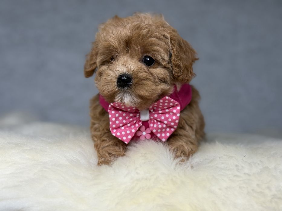 Maltipoo piesek