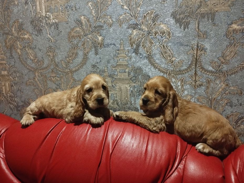 Дві дівчинки англійських кокер спаніелів