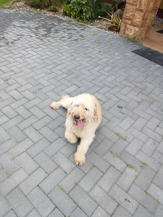 Dorosłe Labradoodle para