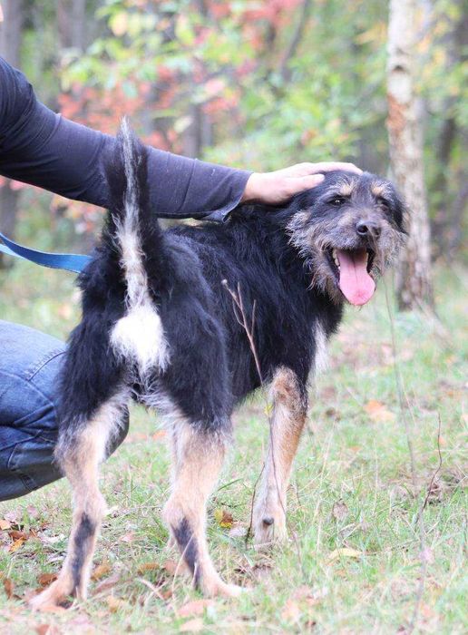 Bandziorek co kocha najbardziej