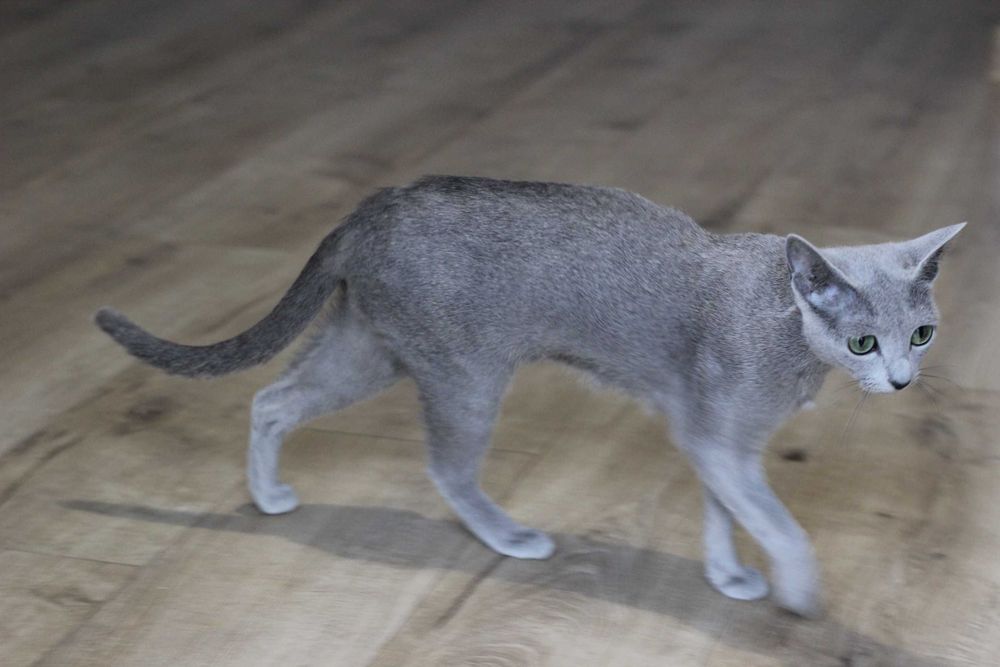 Kotka rosyjska niebieska FPL