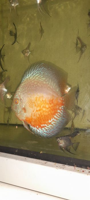 Paletka Pigeon Red white  14cm samiec . Wysyłka