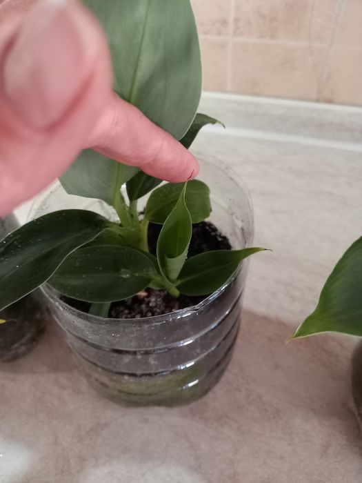 Продам банан комнатный киевский супер карлик плодоносящий