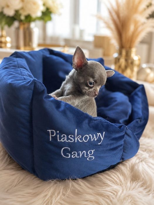 Chihuahua długowłosy