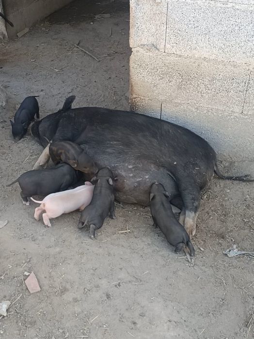 Porquinhos vietnamitas para troca