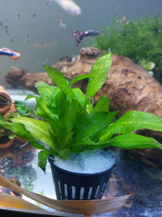 (Novas Plantas) Plantas para Aquário