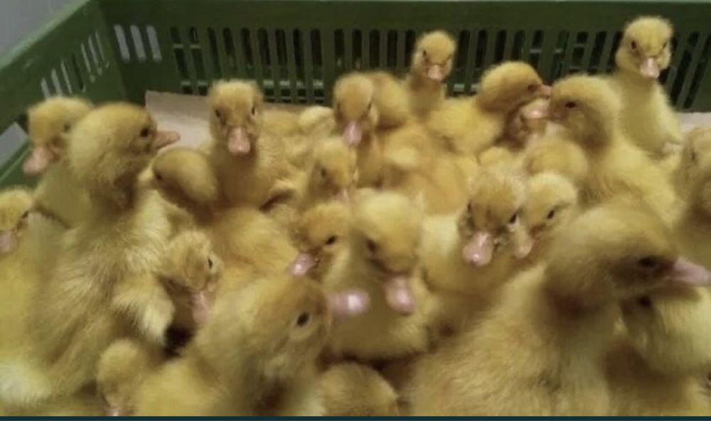 Птиця каченята курчата гуси кури