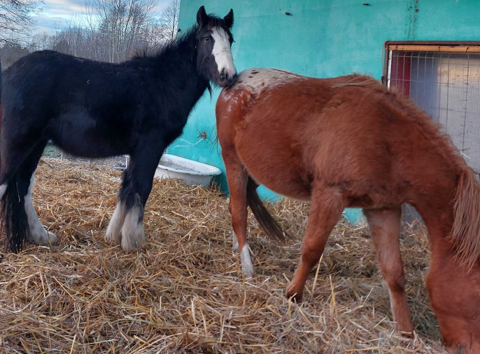 Ogierek tinker i miks