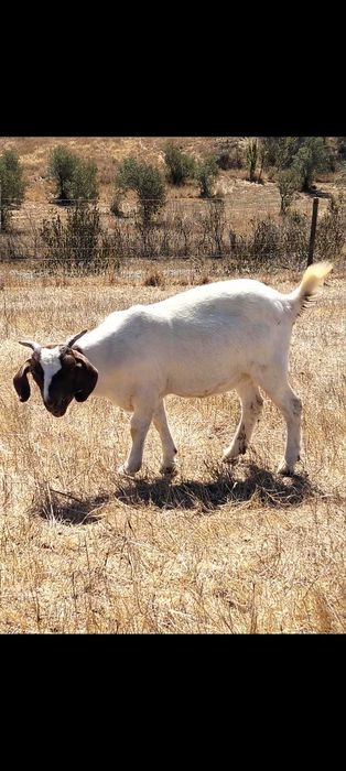 Cabras boer pura e cruzada