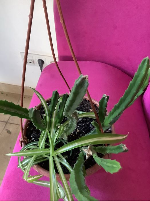 Стапелія grandiflora