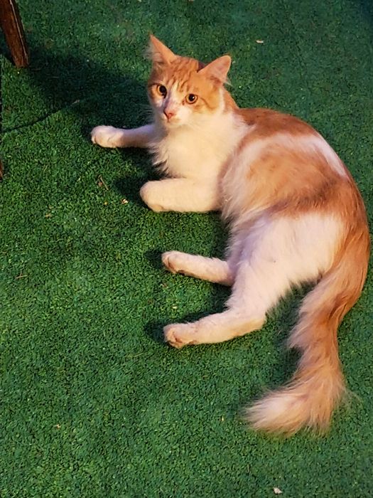 Gatinhos para adopção responsável