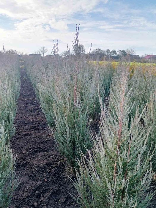 Туї, ялівець, дерен, бірючина, хакуро нішікі