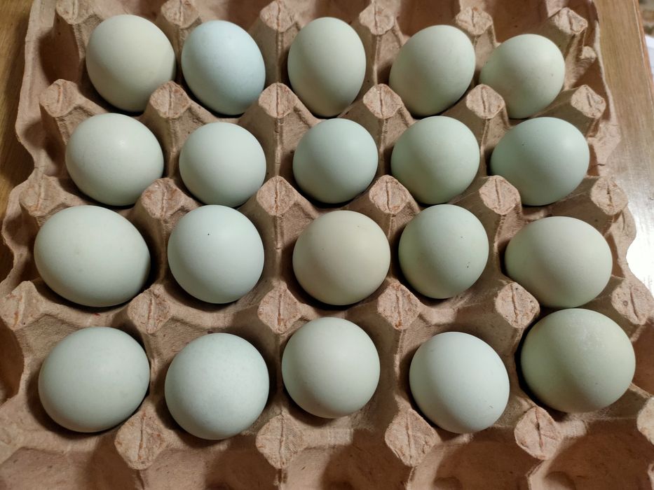Інкубаційне яйце Легбар