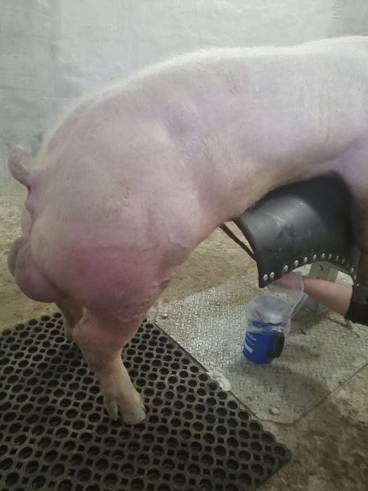 Сперма від Хряків  Пьетрен,Ландрас,Maxter 304