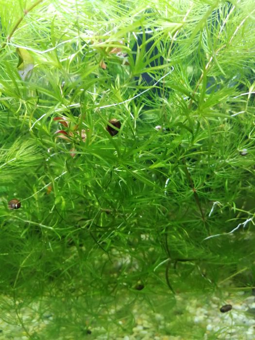 Hornwort - planta de aquário de fácil manutenção
