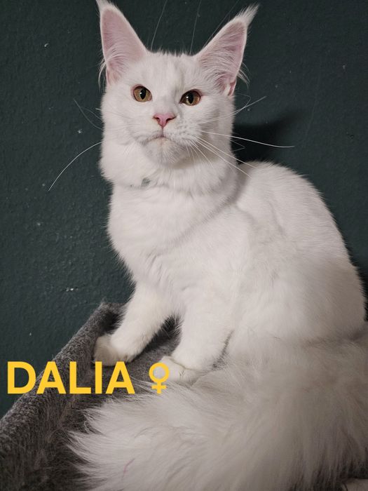 Dalia - Biała Kotka Maine Coon