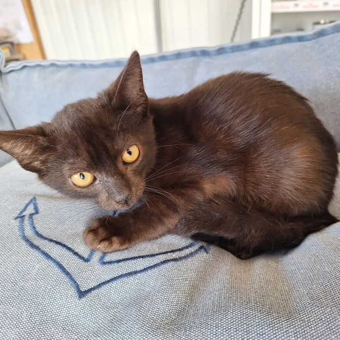 Timmy, para adoção