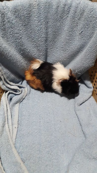 Морські свинки, розетки.