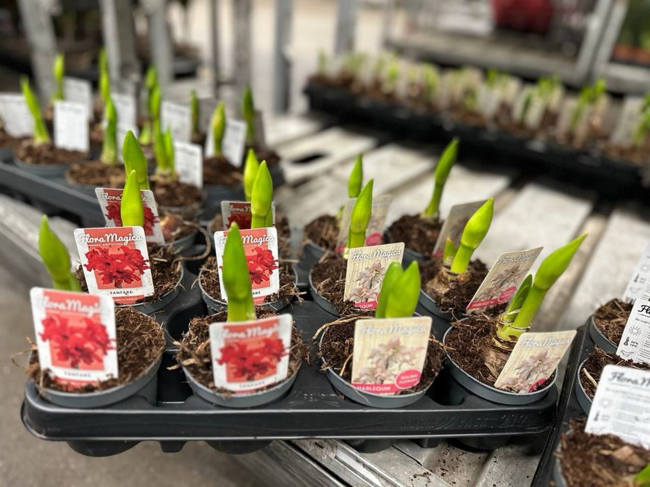 Скімія.Хризантема.Мускарі.Крокуси.Гіпеаструм.