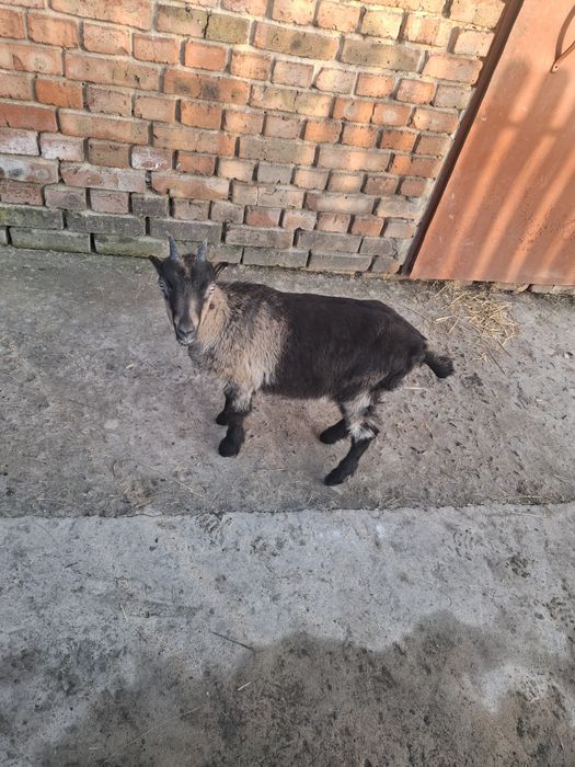 Козеня породи ламанча