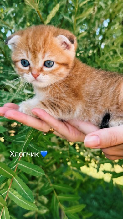 Кошенята срібна та золота шиншила
