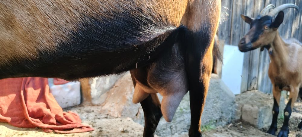 Stado kozy alpejska mleczna koza