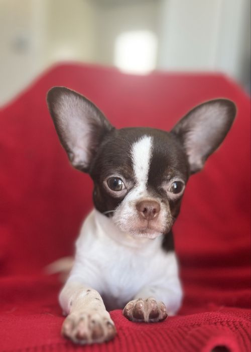 Chihuahua Macho  Pelo Curto