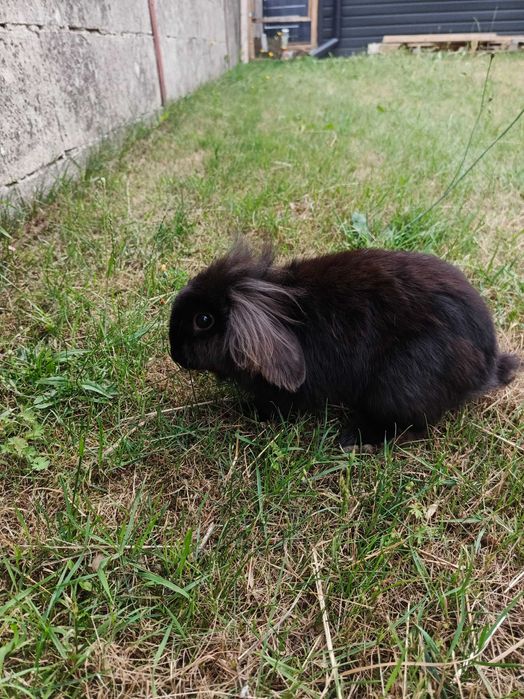 Królik Baranek Mini Lop
