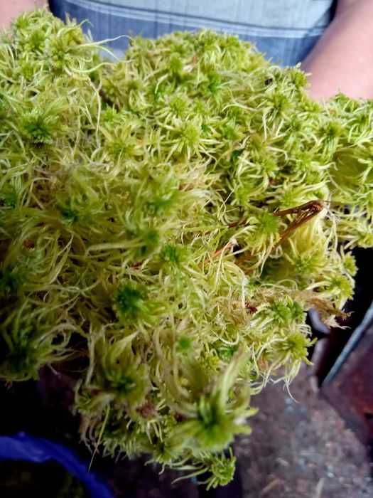 мох сфагнум свіжий