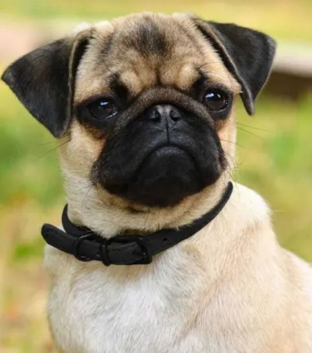 Нашийник для собак, котів.