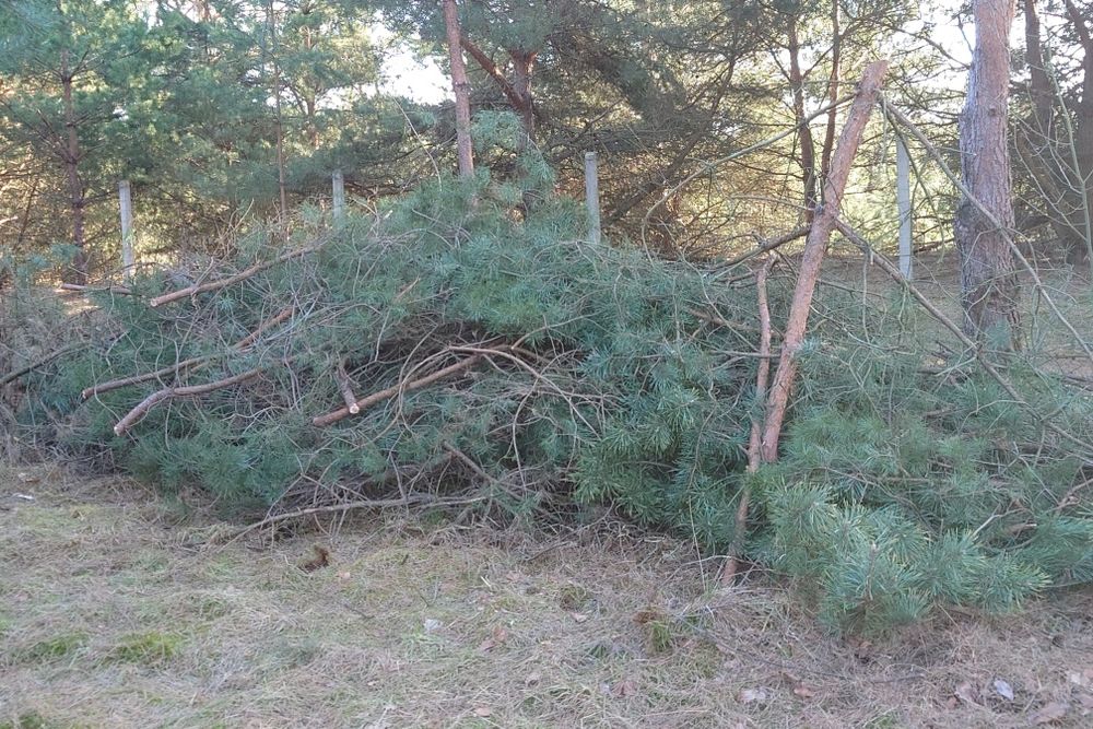 Gałęziówka iglasto-liściasta