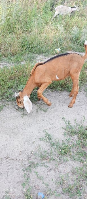 Козлики англонубійці