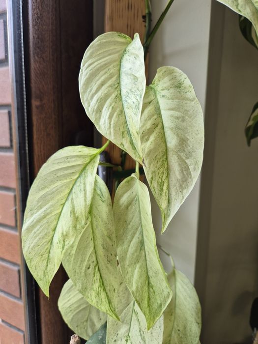 Monstera Laniata Mint