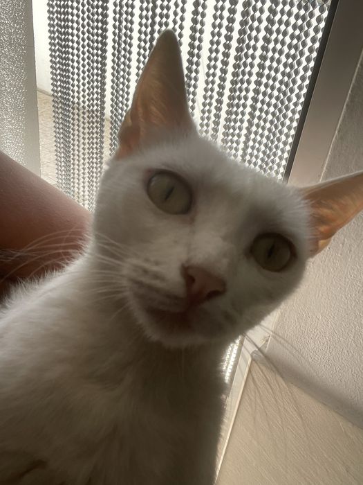 Gatinha branca para adocao