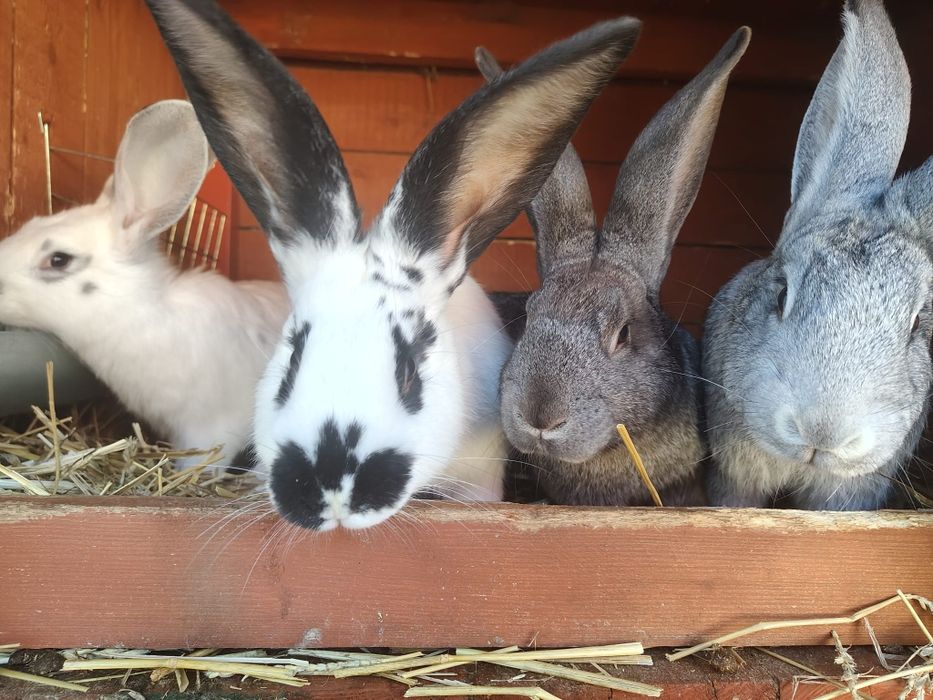 Sprzedam młode króliki