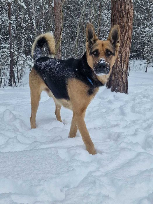 вівчар Макс у добрі руки