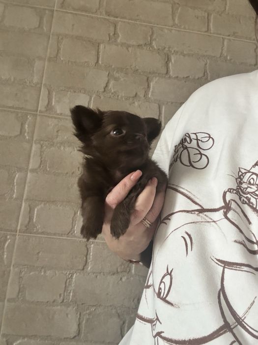 Шоколадна дівчинка