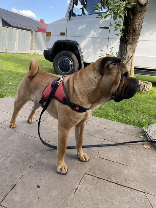 Шарпей,вʼязка,хлопчик